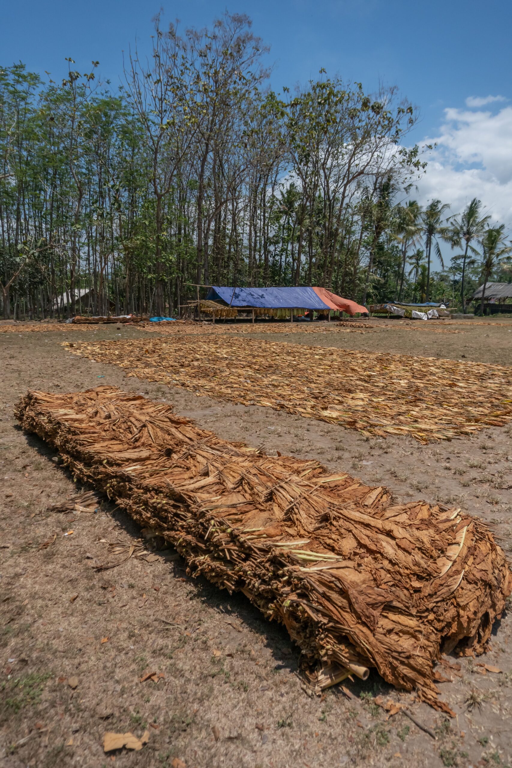 Naturtabak Pfeifentabak Virginia Burley Orient