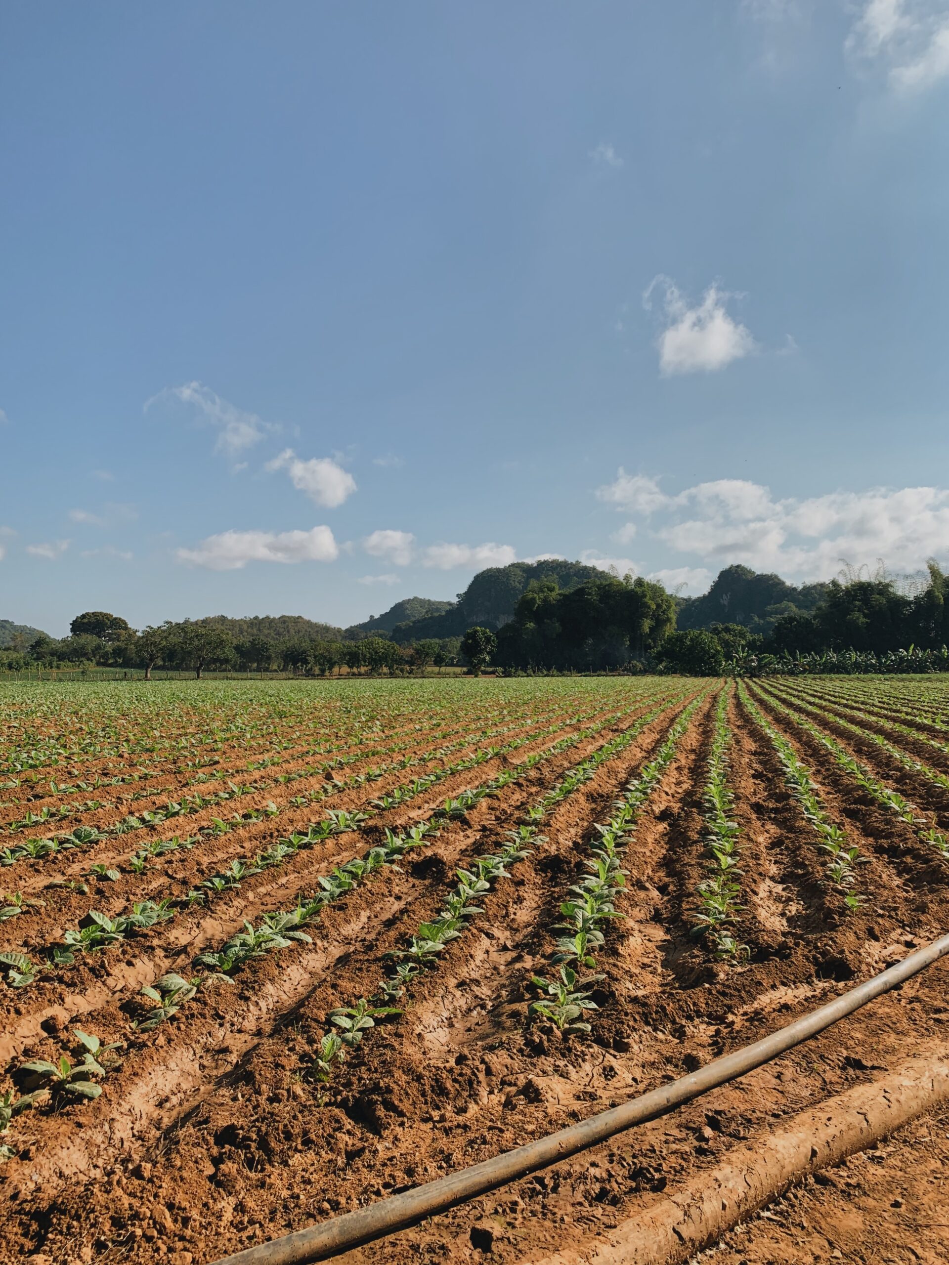 Virginia Feld mit Blätter.