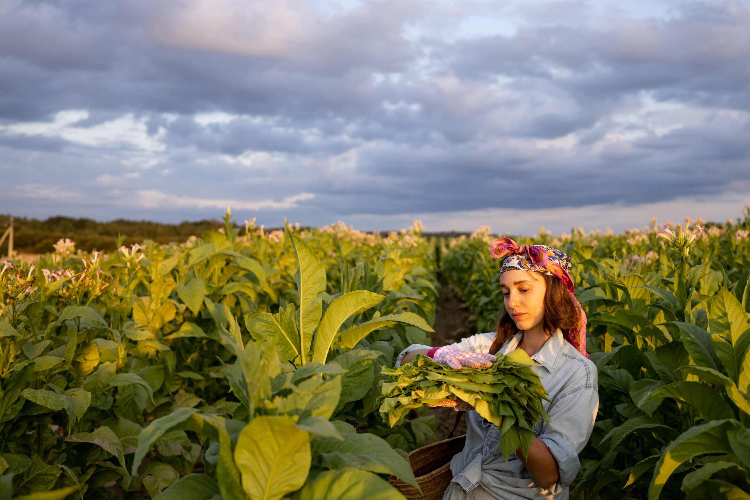 ReinTabak Naturtabak nachhaltiger Anbau