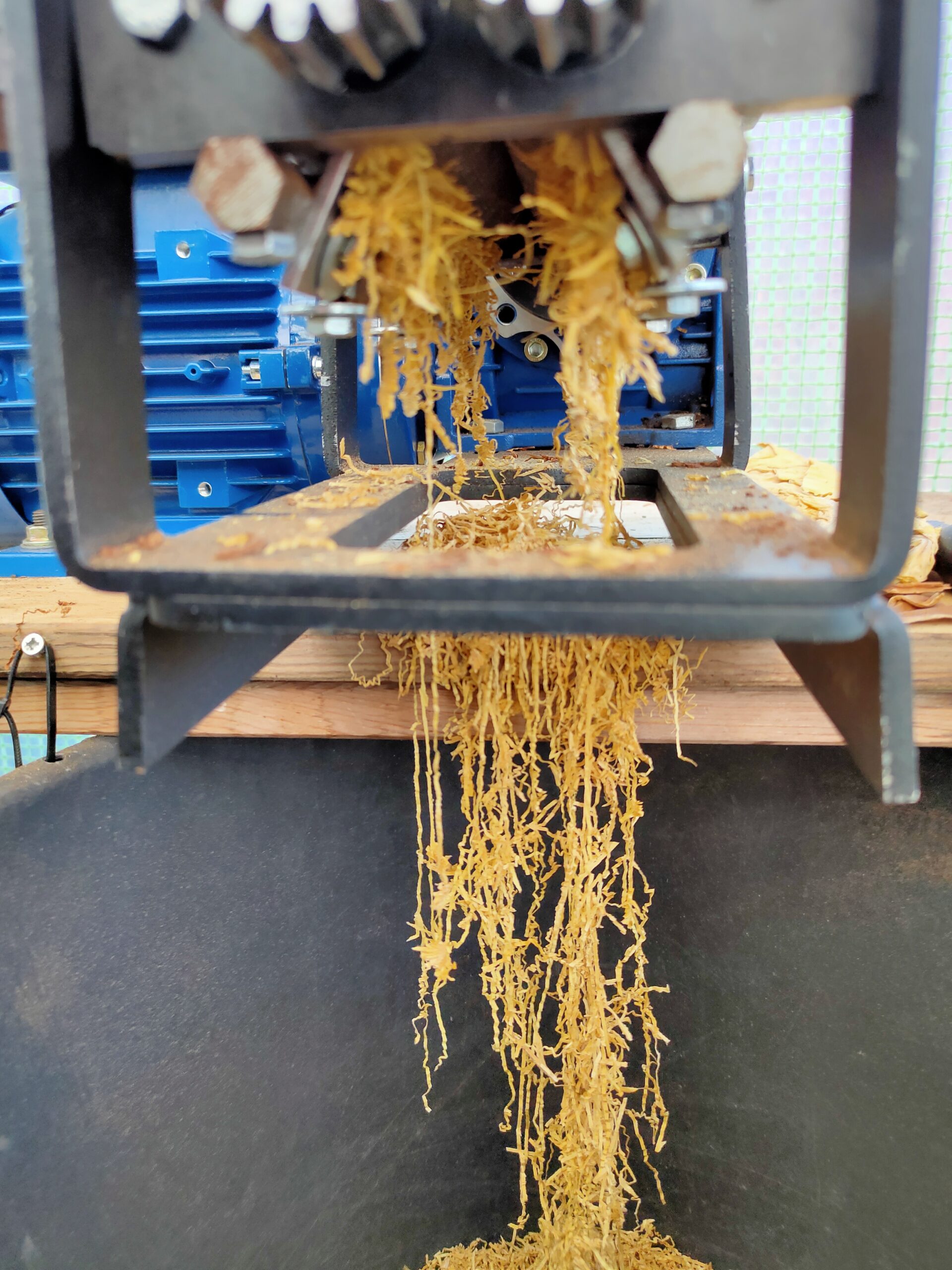 Naturtabak schneiden von Hand.